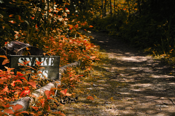 秋天的林地小径图片下载