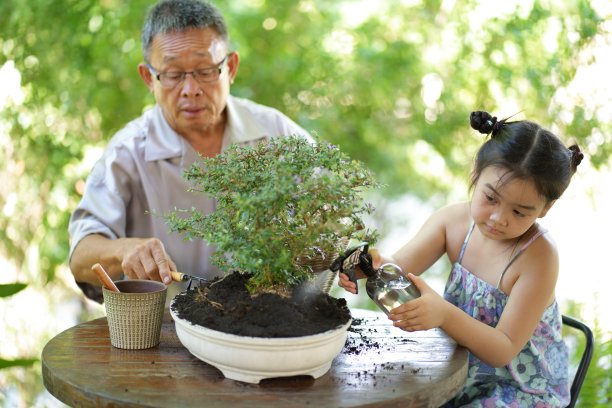老人和孙女在后院花园的小托盘里整理盆景图片下载