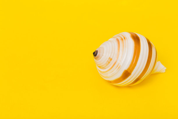 彩色背景上的海滩贝壳。用拷贝空间模拟图片下载