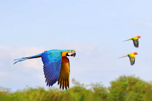 鹦鹉图片下载