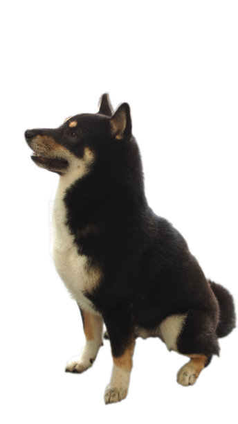 分离黑色和棕色柴犬图片下载