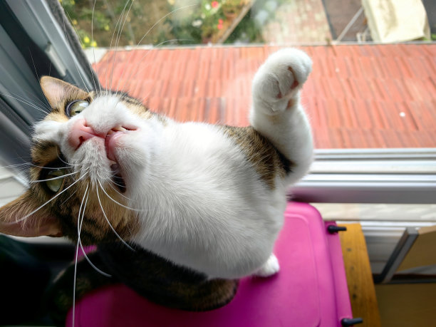 世界上最特别的客人。图片下载