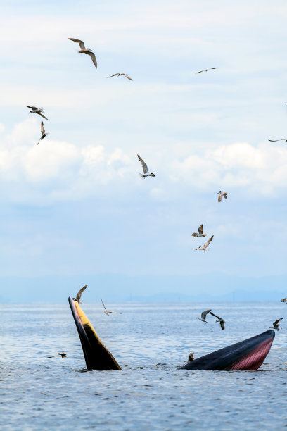 布氏鲸，伊甸鲸，在泰国湾吃鱼。图片下载