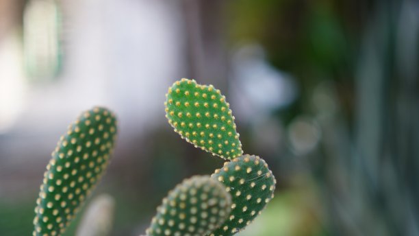 仙人掌属植物microdasys图片下载
