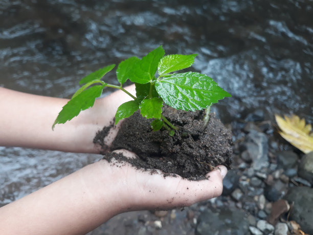 女孩的两只手掌捧着地上长满了小植物，这些小植物生长在流淌的河水和山石的岩石背景下。概念与理念图片下载