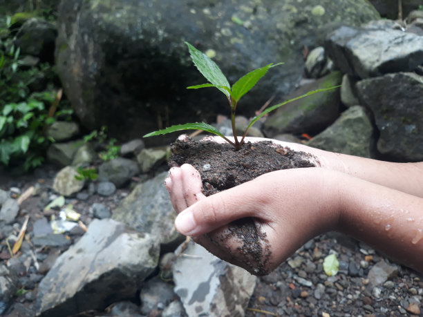 女孩的两只手掌捧着地上长满了小植物，这些小植物生长在流淌的河水和山石的岩石背景下。概念与理念图片下载