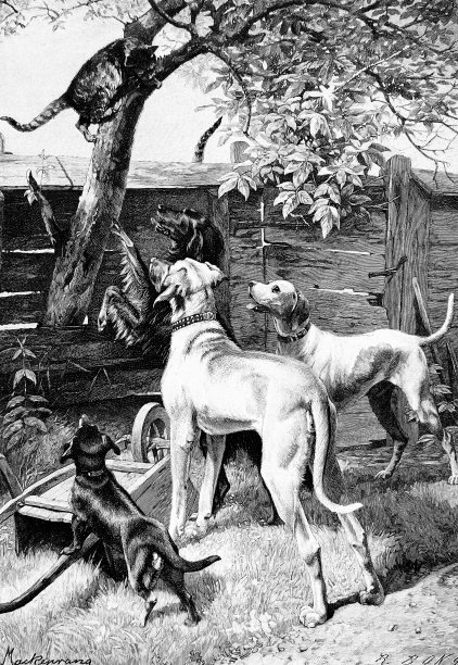 一只猫因为害怕狗而逃到树上，俯视着那群狗图片下载