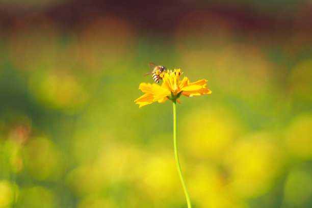 黄色雏菊上的蜜蜂图片下载