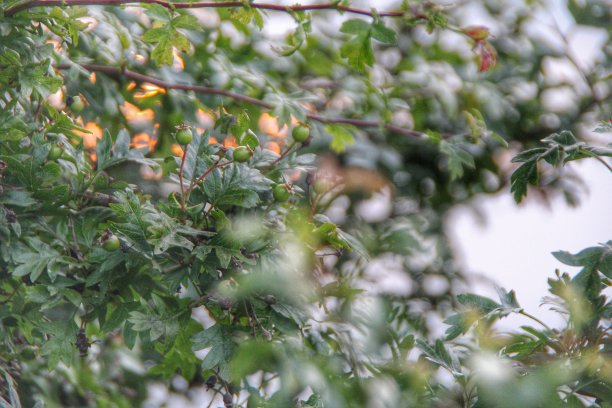 苏格兰的荒野野生植物图片下载