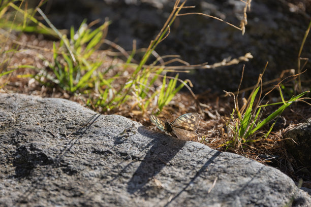 山蝴蝶的形象，桑德里奥。图片下载