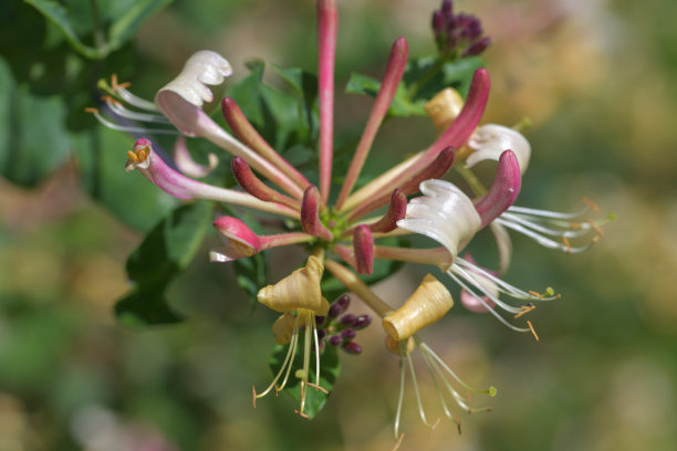 金银花是一种美丽的花，金银花属，攀缘金银花，簇状的喇叭状花朵，红粉黄白图片下载