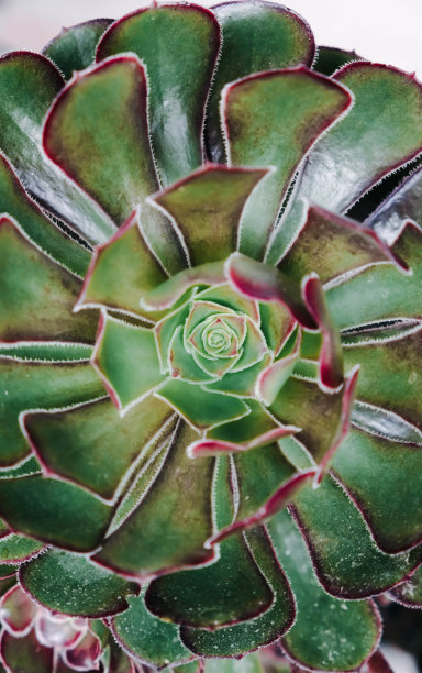美丽的蔷薇花，特写。俯视图绿色多肉植物。绿色多肉，有有趣的叶子。高质量的照片图片下载