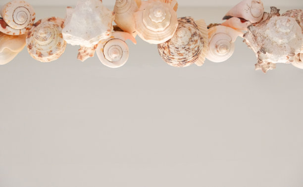 白色背景上的各种贝壳。夏季概念为旅行社或邮政，贺卡与复印空间图片下载