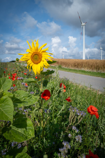 路边有一片开花地带，有向日葵、罂粟花和矢车菊供昆虫图片下载
