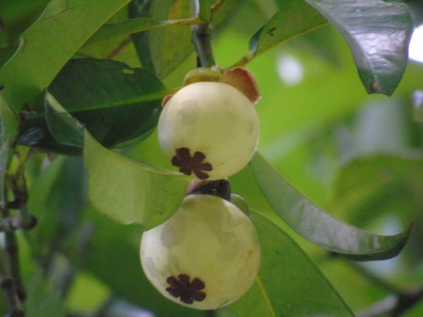 山竹果图片下载