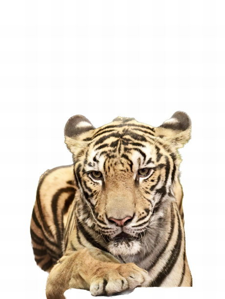 一张老虎躺在白色表面上的照片，有一只老虎躺在白色表面上。图片下载
