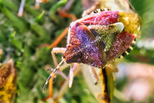 这是一只栖息在绿叶上的小虫的特写镜头。图片下载