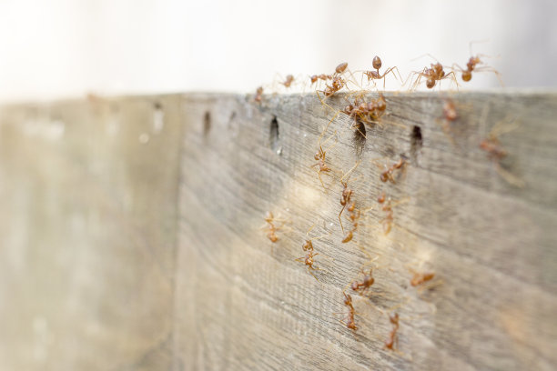 火蚁正在寻找食物图片下载