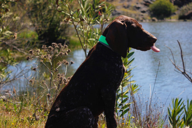 伸出舌头的小狗图片下载