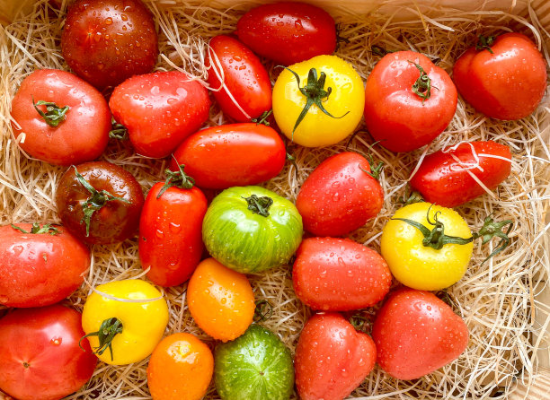 彩虹般的西红柿图片下载