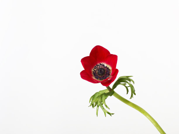 银莲花图片下载