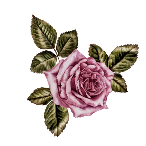 粉色玫瑰和绿叶的水彩画花束。设计情人节，婚礼，妇女节，母亲节，生日，贴纸。元素被隔离在白色背景上图片下载