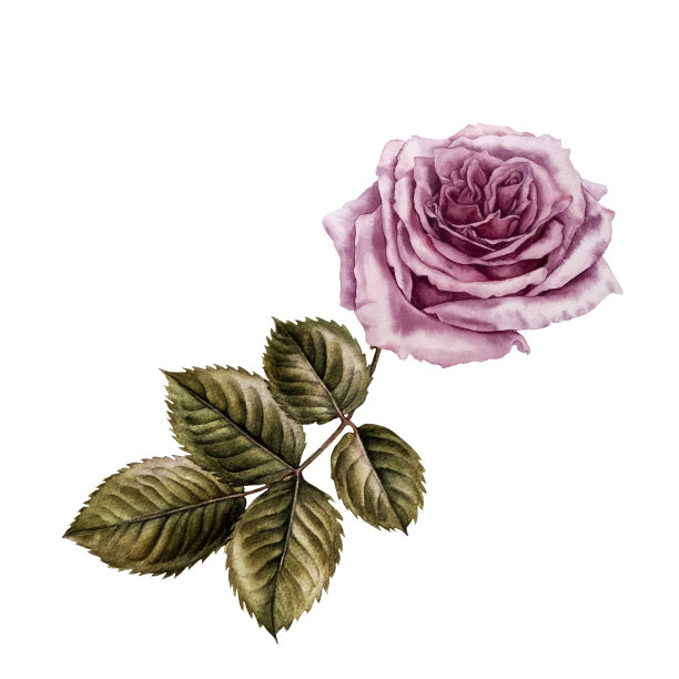 粉色玫瑰和绿叶的水彩画花束。设计情人节，婚礼，妇女节，母亲节，生日，贴纸。元素被隔离在白色背景上图片下载