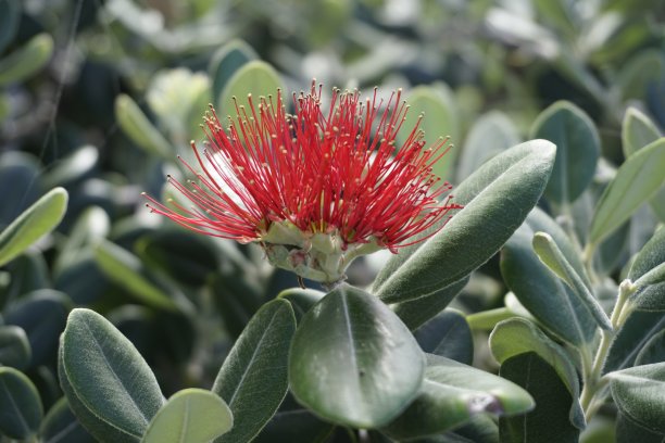 马德拉花。最具代表性的树，有时被称为新西兰圣诞树，Pohutukawa或Metrosideros excelsa。照片上的植物来自海边的<s:1>奥维森特木板路图片下载