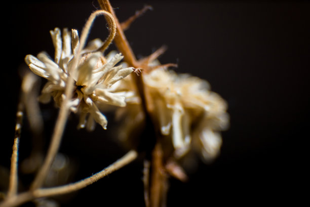 背景图像或模板白色和干燥的自然花朵在一个温暖和舒适的自然光环境。本空间图片下载