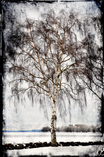 邋遢桦树图片下载