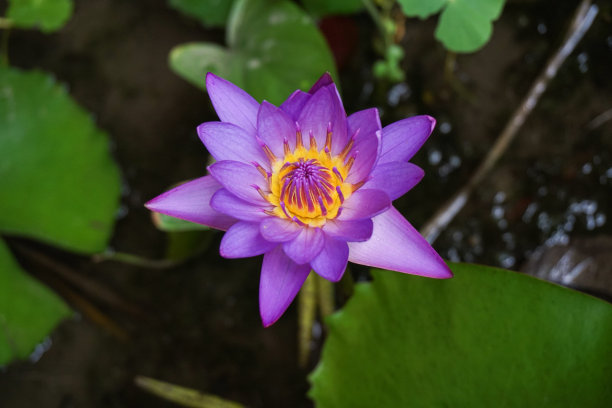 紫色的莲花图片下载