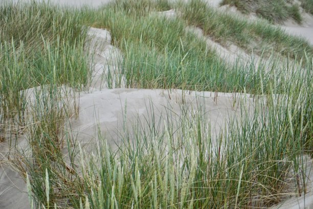 拉<s:1>比约尔沙丘是丹麦斯卡恩和腓特烈港之间的一个迁移的海岸沙丘。它是北欧最大的移动沙丘。图片下载