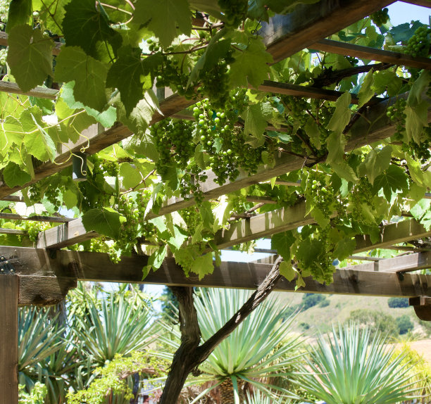 红木棚架和头顶生长的霞多丽葡萄藤图片下载