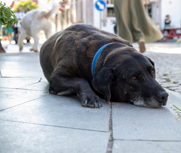 在拥挤的街道上，可爱的狗快乐地躺在人群中。图片下载