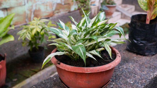 花盆里的绿色植物图片下载