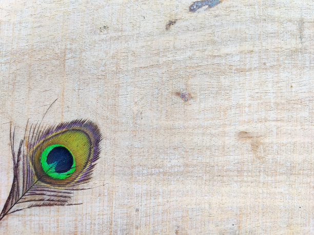 在空白背景上美丽的孔雀羽毛的照片。完美的广告，设计元素，背景设计等。图片下载