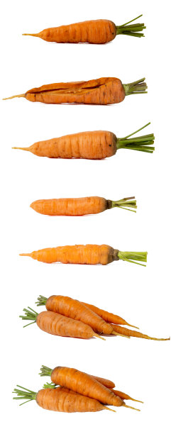 年轻的新鲜胡萝卜孤立在白色图片下载
