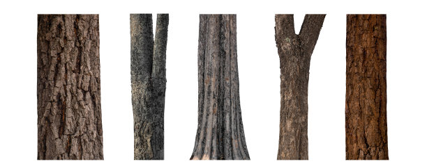 孤立的树干收集在白色背景。图片下载