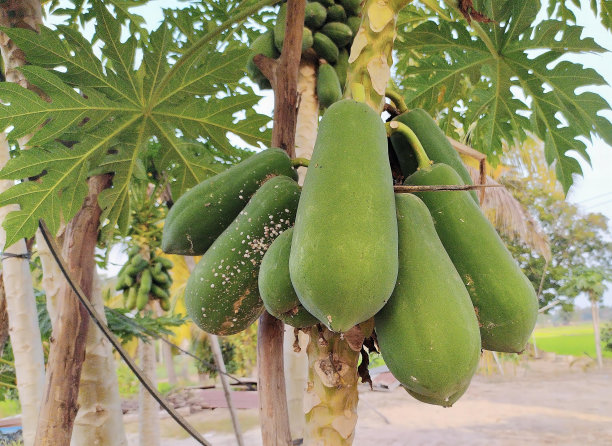 一束绿色的木瓜挂在树上的照片，院子里有许多绿色的木瓜挂在树上。图片下载