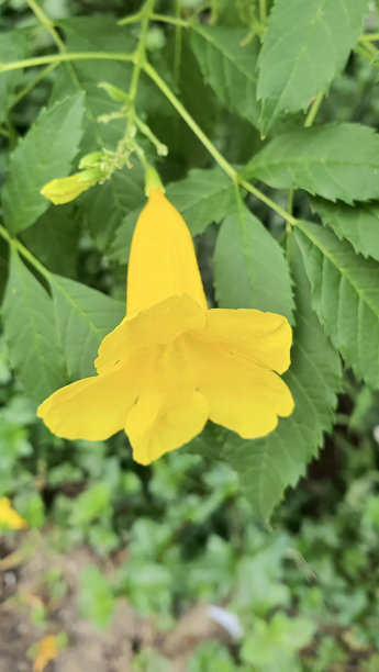 一张黄花的照片，背景是绿叶，泥土里长着一朵黄花。图片下载