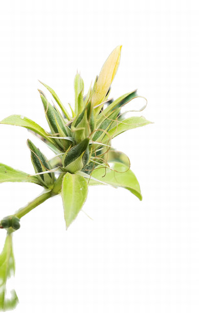 这是一张白色背景下的花在茎上发芽的照片，上面有一株绿叶的小植物。图片下载