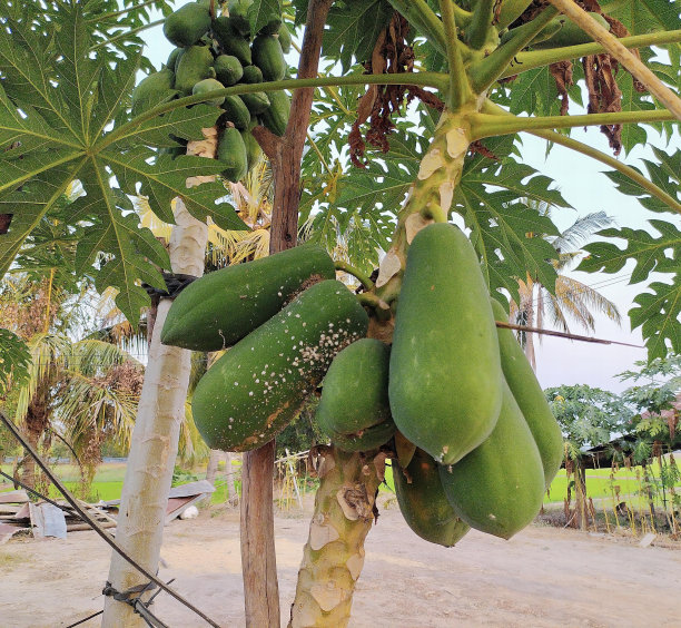 一束绿色的木瓜挂在树上的照片，院子里的树上长着许多绿色的木瓜。图片下载