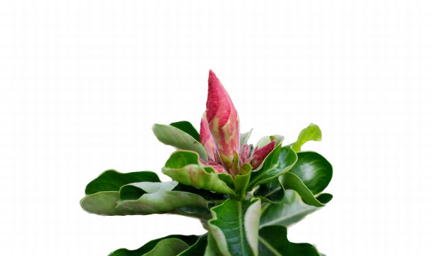 一张桌子上的花瓶里盛开的花的照片，有一朵粉红色的花从绿色的植物中生长出来。图片下载