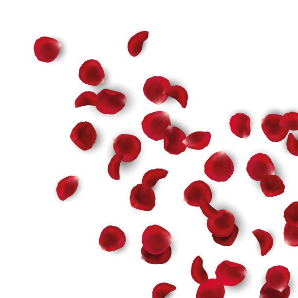 矢量插图分散现实的红玫瑰花瓣隔离在白色背景图片下载