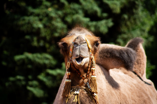 戴上挽具的双峰驼的口鼻图片下载