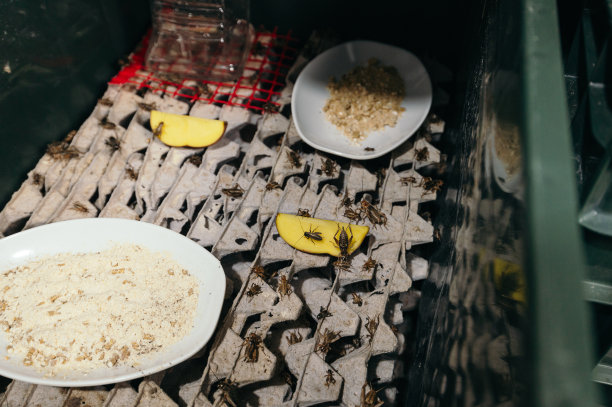 蟋蟀在农场里进食图片下载