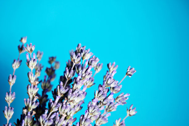 蓝色背景与小枝薰衣草图片下载