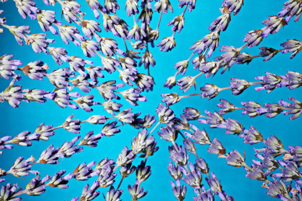 蓝色背景与小枝薰衣草图片下载