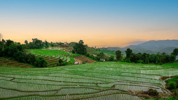 在泰国北部的群山中，梯田里的水稻像一层台阶一样发芽图片下载