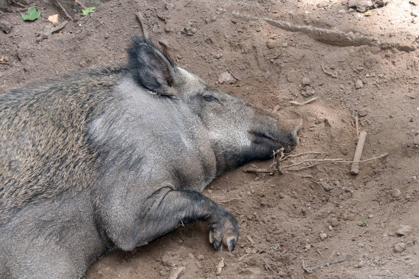 一头野猪(Sus scrofa)睡在沙滩上。可爱的熟睡的母野猪的特写照片图片下载